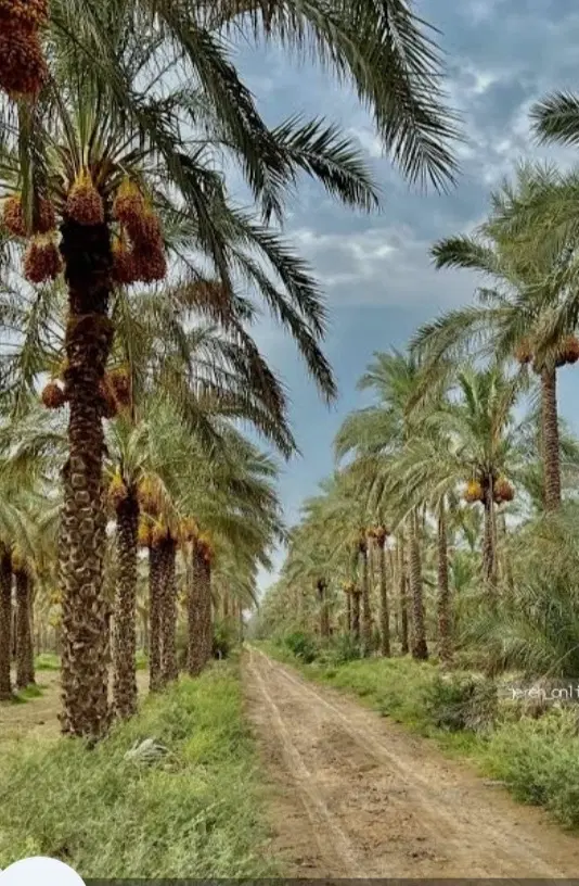 زمین