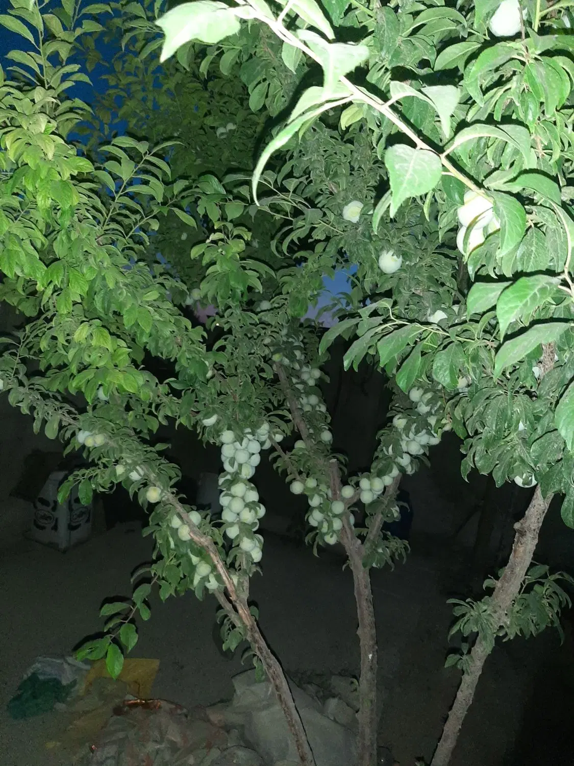 باغچه