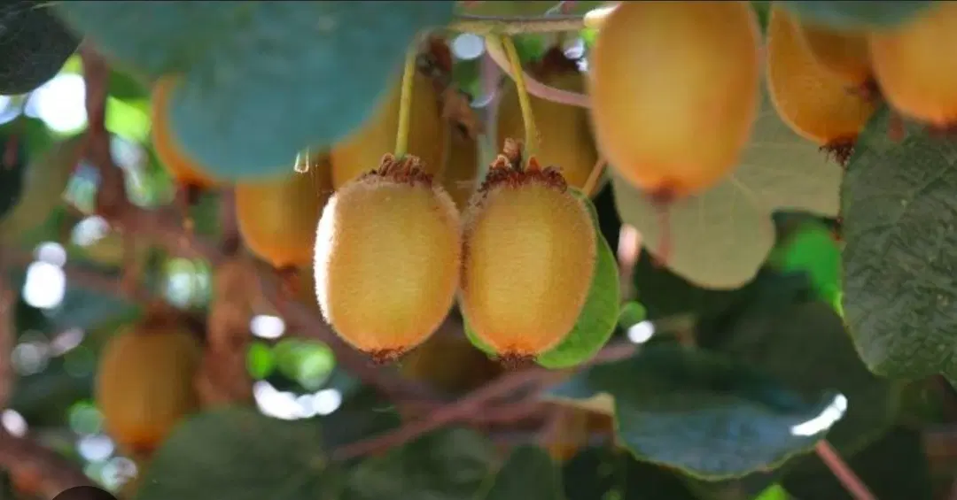 باغ کیوی و مرکبات با شرایط خاص و دسترسی بسیار خوب