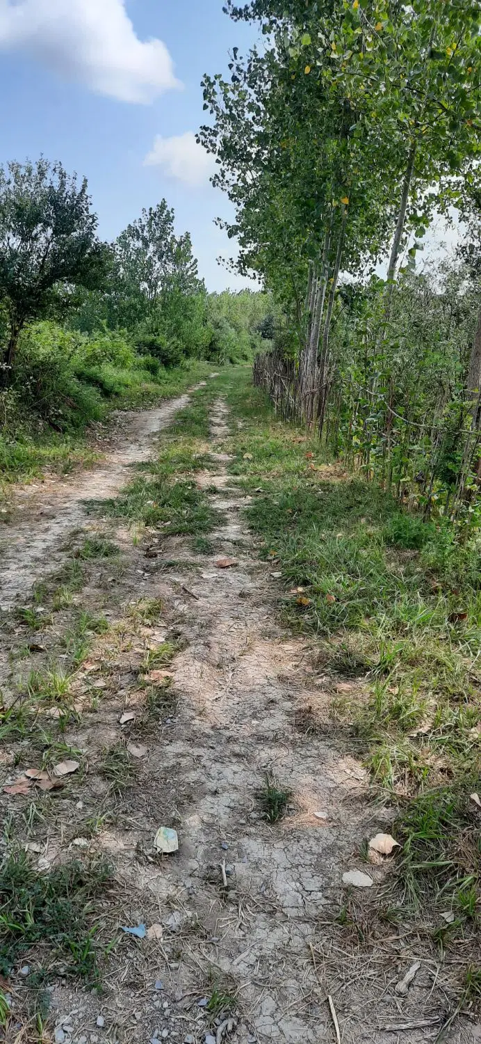 زمین باغی