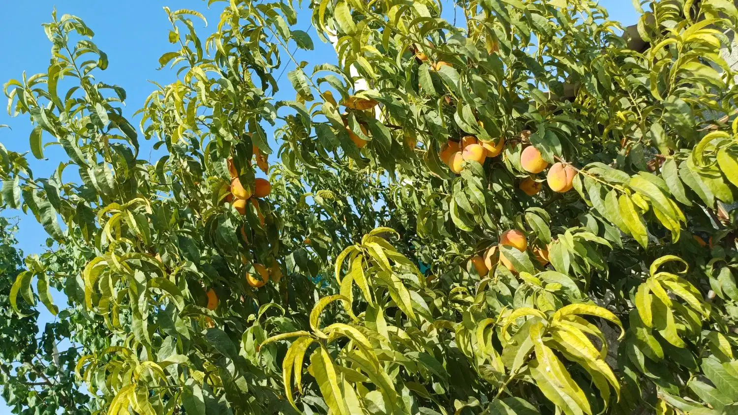 گلخانه در حال تکمیل ۸۵۰۰متر