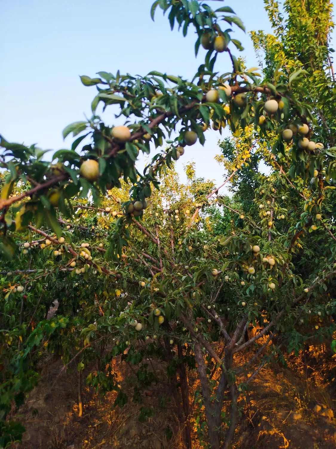 زمین کشاورزی