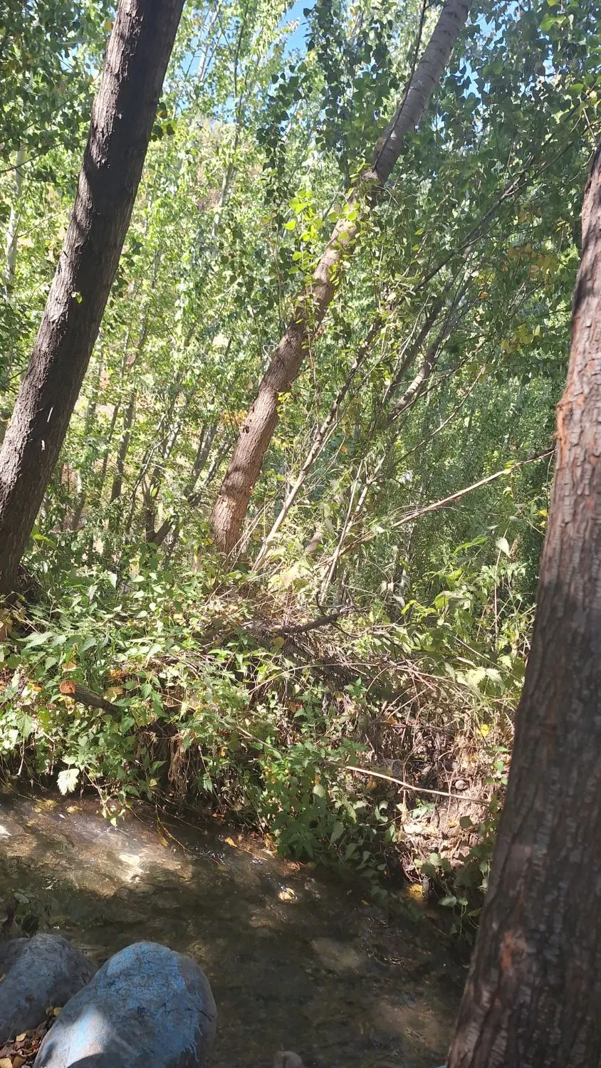 مزرعه