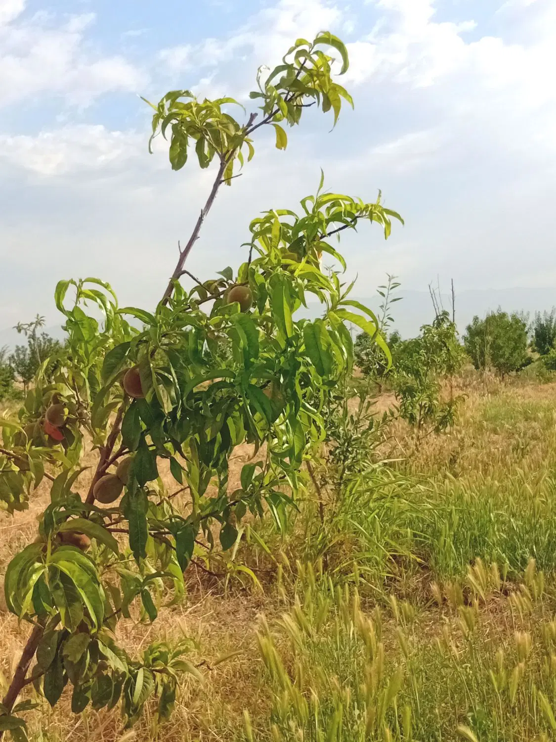باغچه