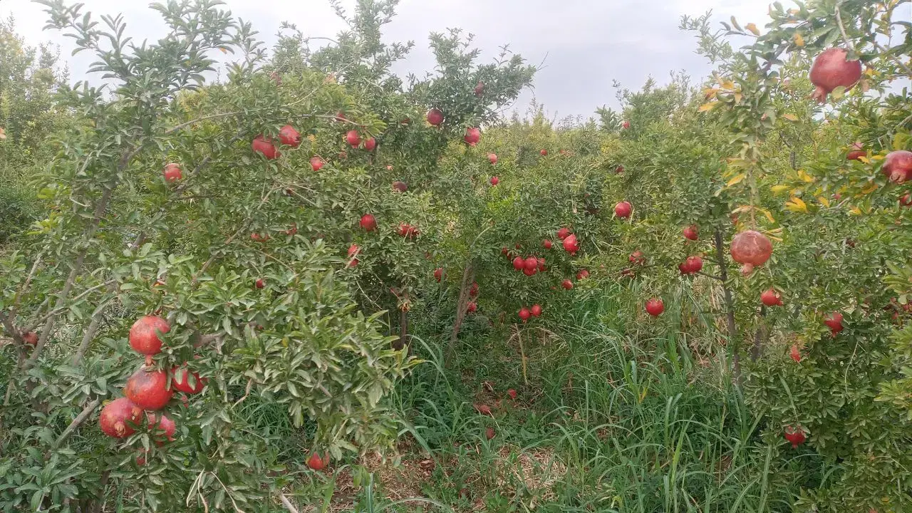 فروش ۱۴۰۰مترباغ اناردرساوه
