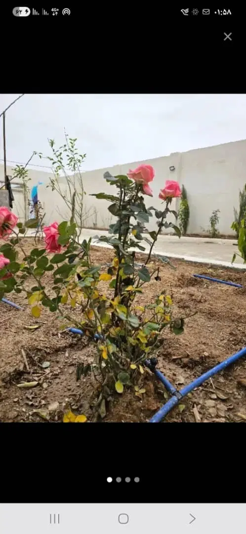 زمین کشاورزی