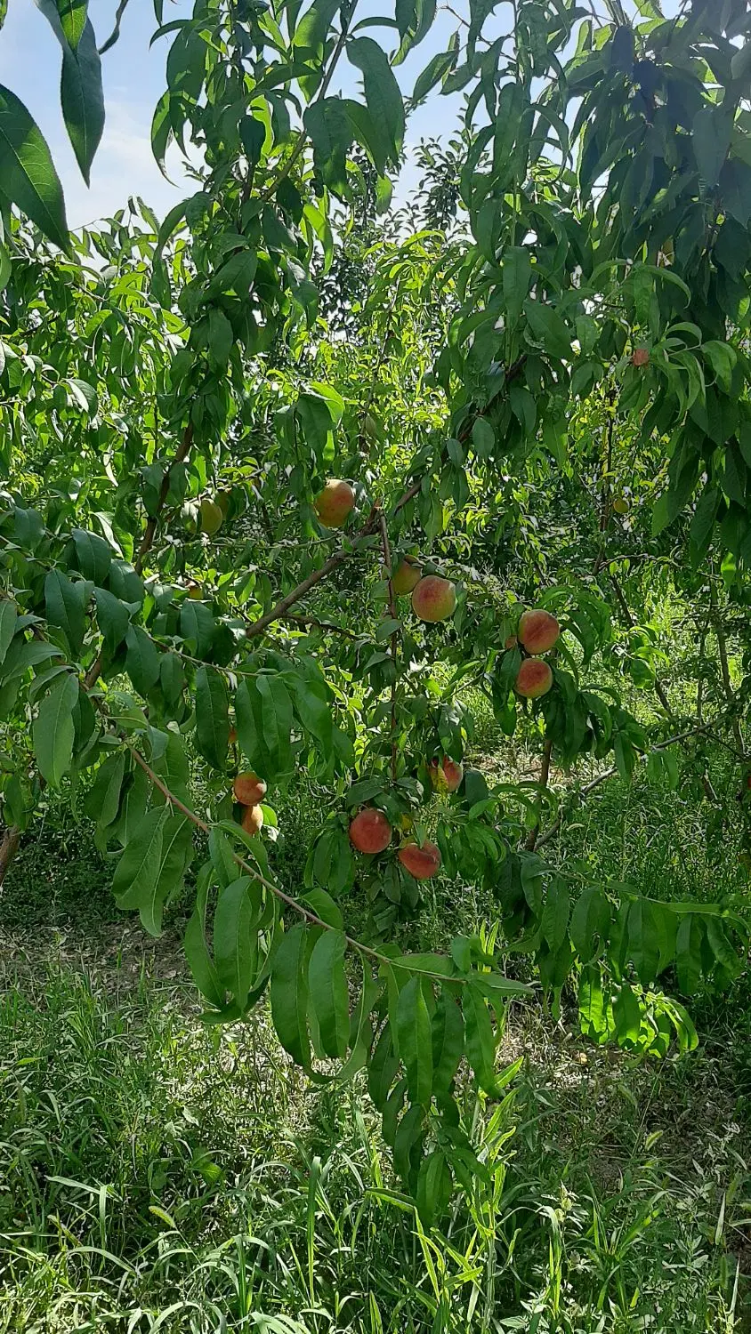 باغ‌گیلاس‌هلو‌گردو‌