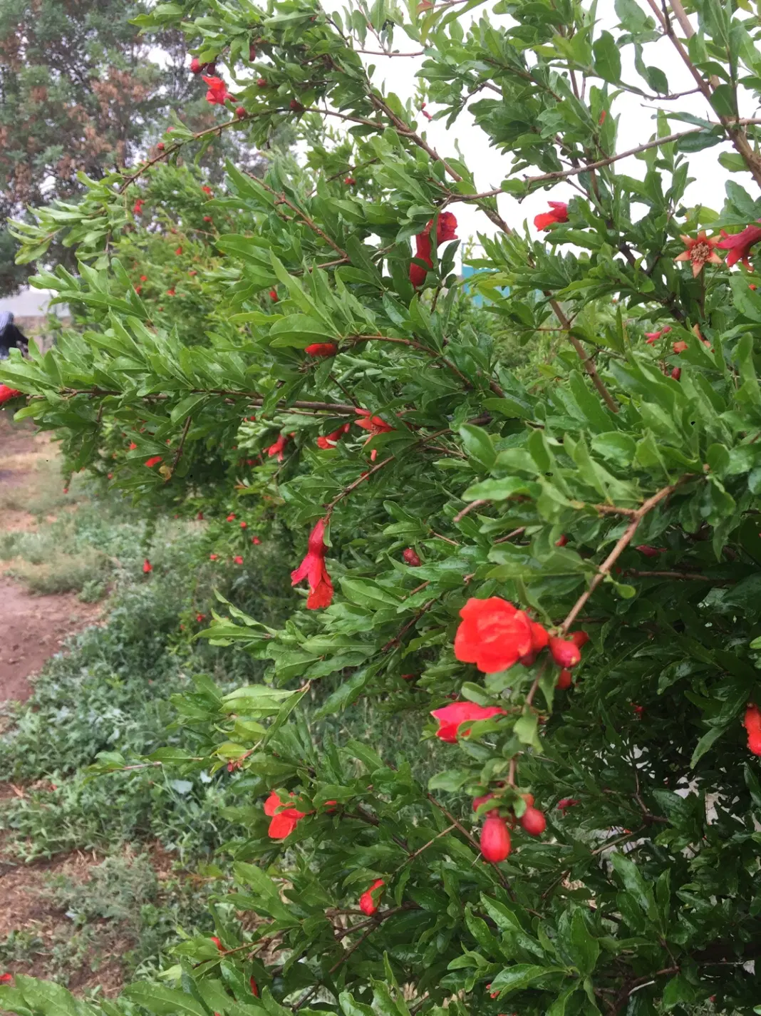 قنوات باغ چهاردیواری