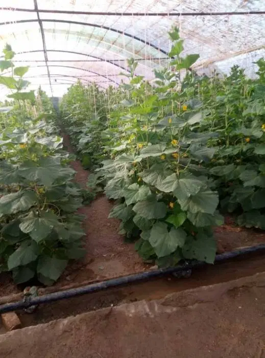 زمین با مجوز صنعتی به همراه آب و چاه اختصاصی