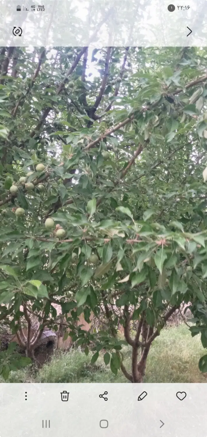 باغ در نصرت آباد