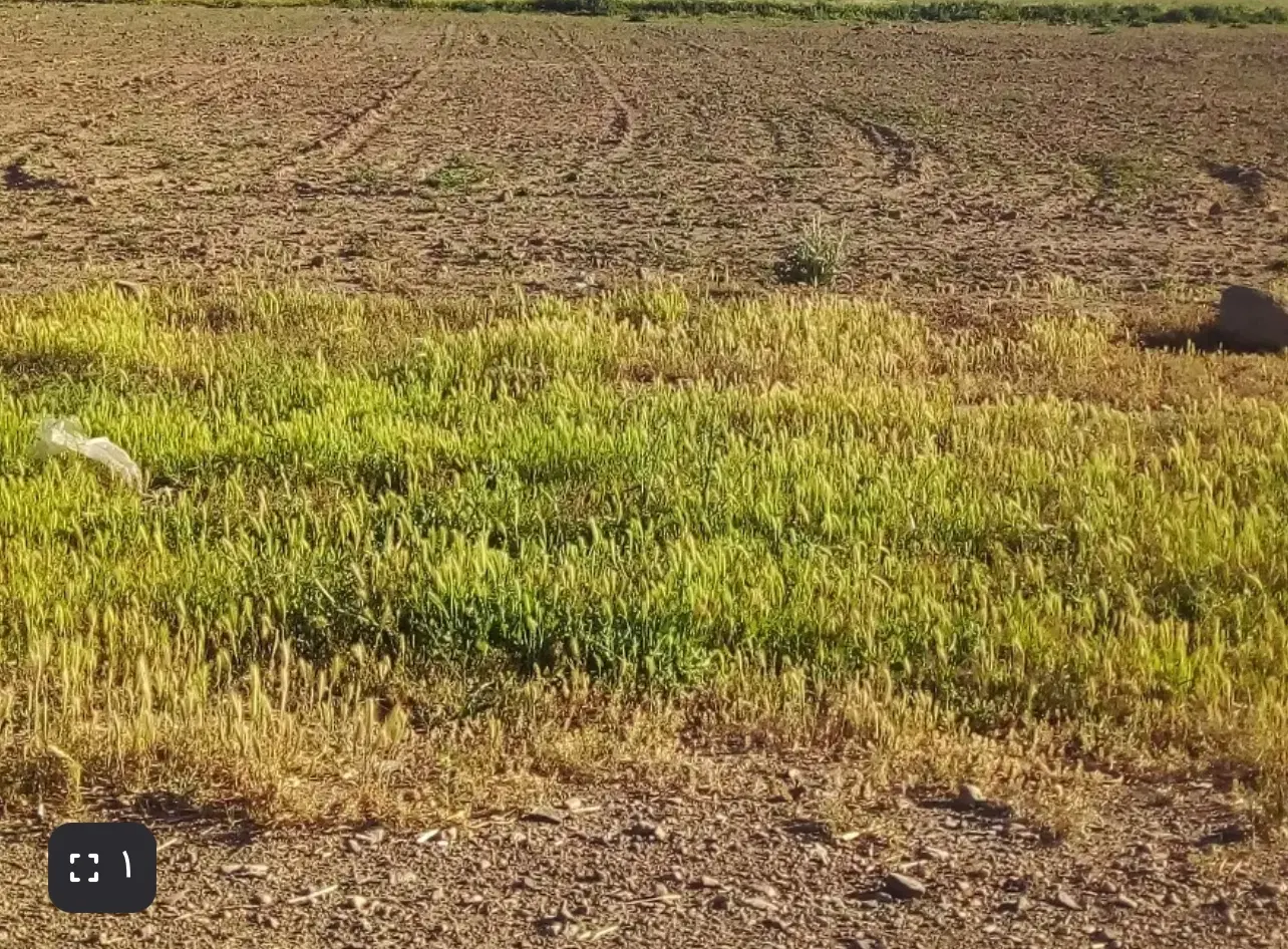 زمین کشاورزی واقع در صالحیه