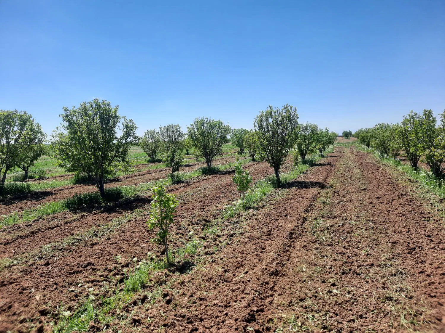 باغ و باغچه خوش قیمت