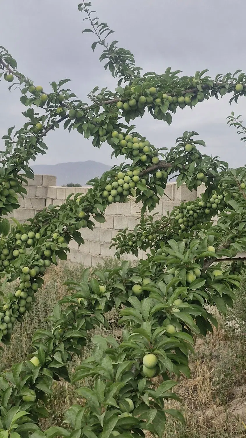 باغ روستای حاجیان