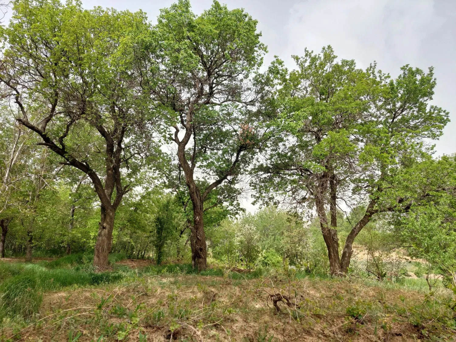 باغ میوه
