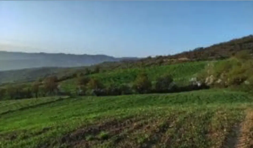 زمین کشاورزی آبی