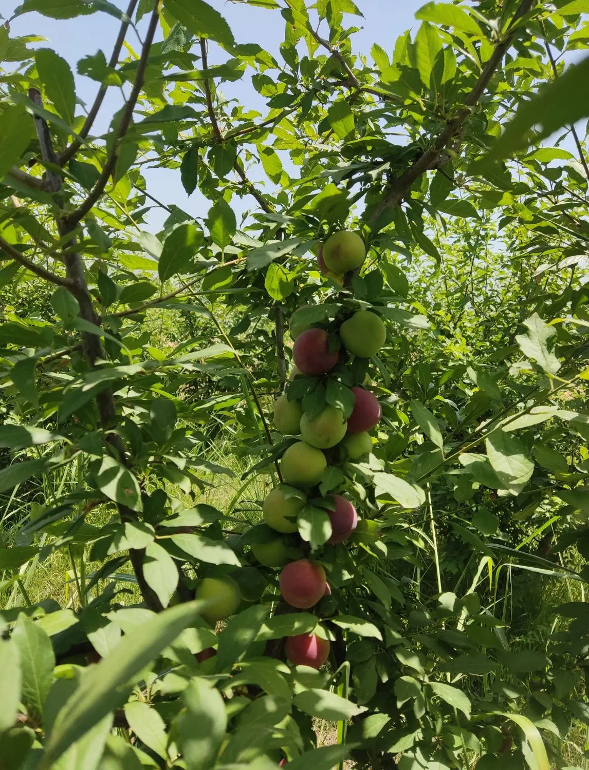 زمین باغی بااقساط