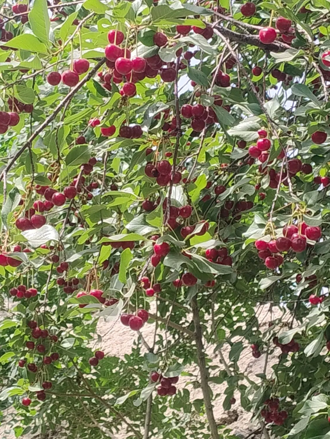 باغچه چهار دیواری