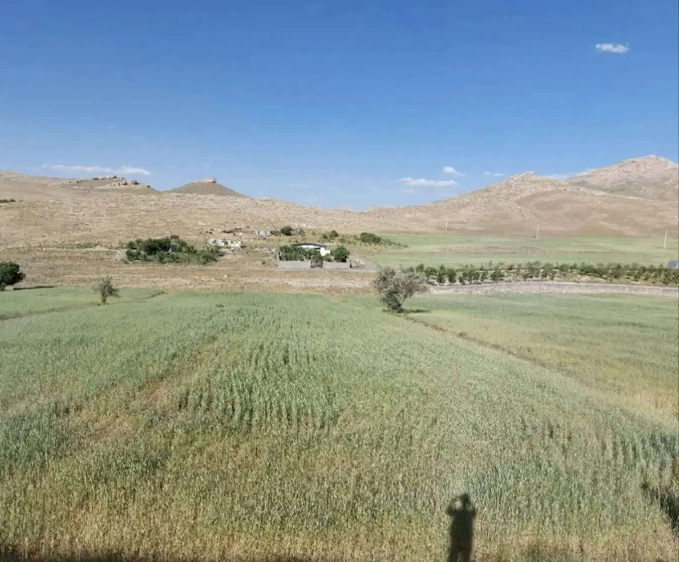 زمین زراعی