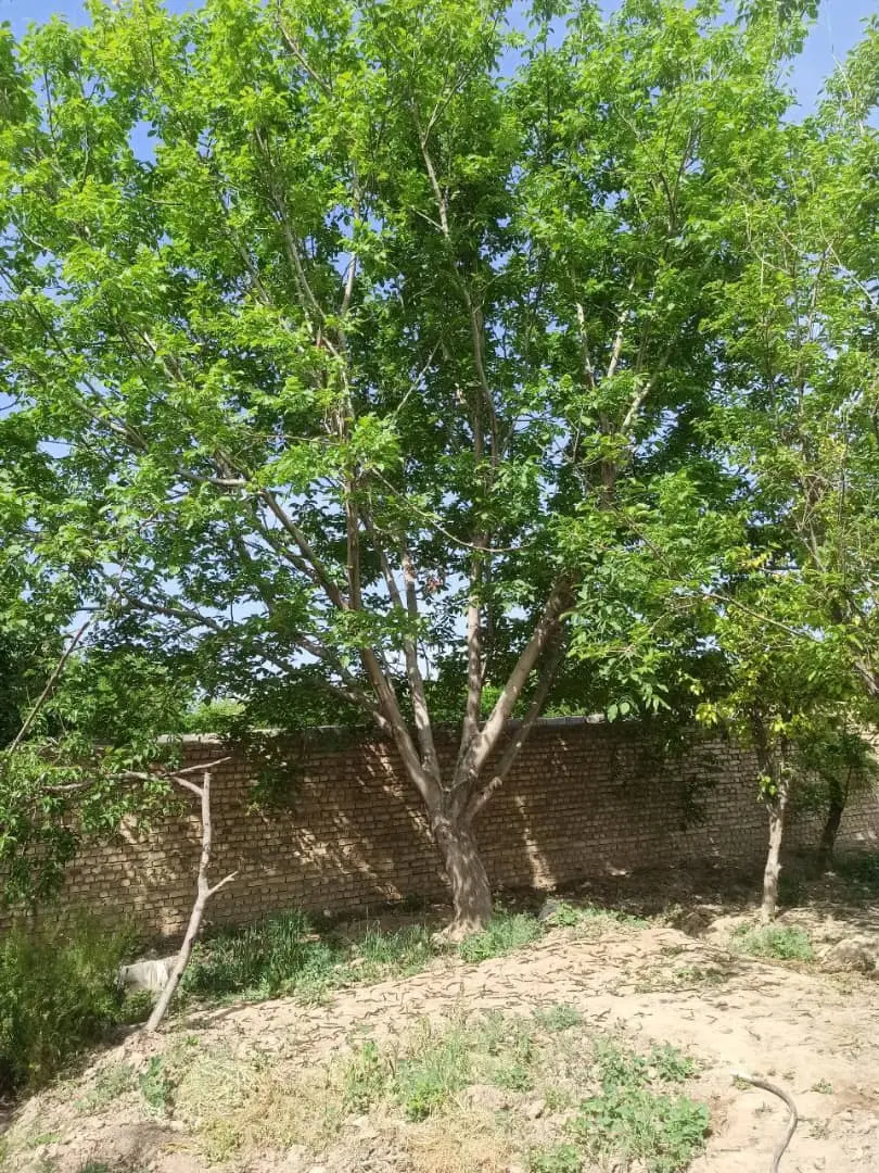 باغ