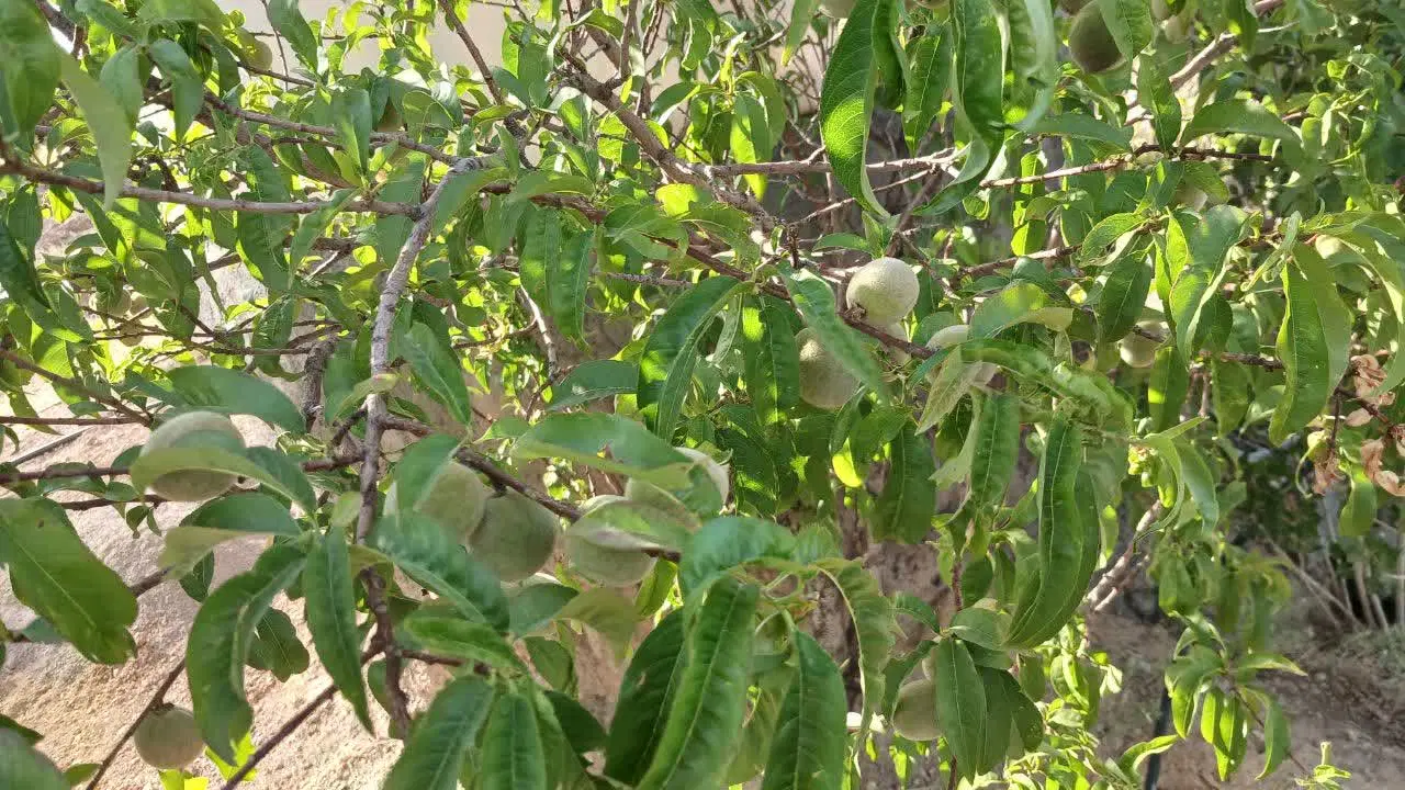 باغشهر سلطانیه