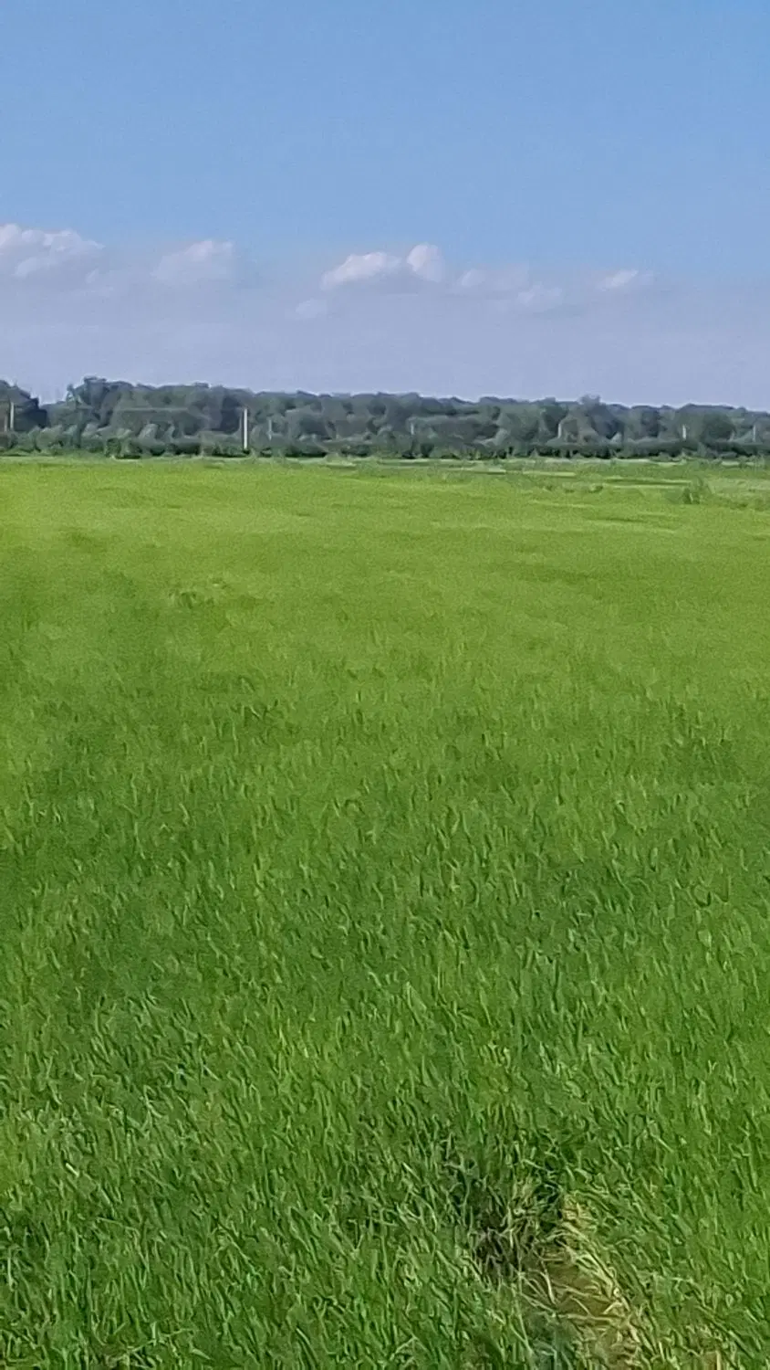 زمین‌مسکونی