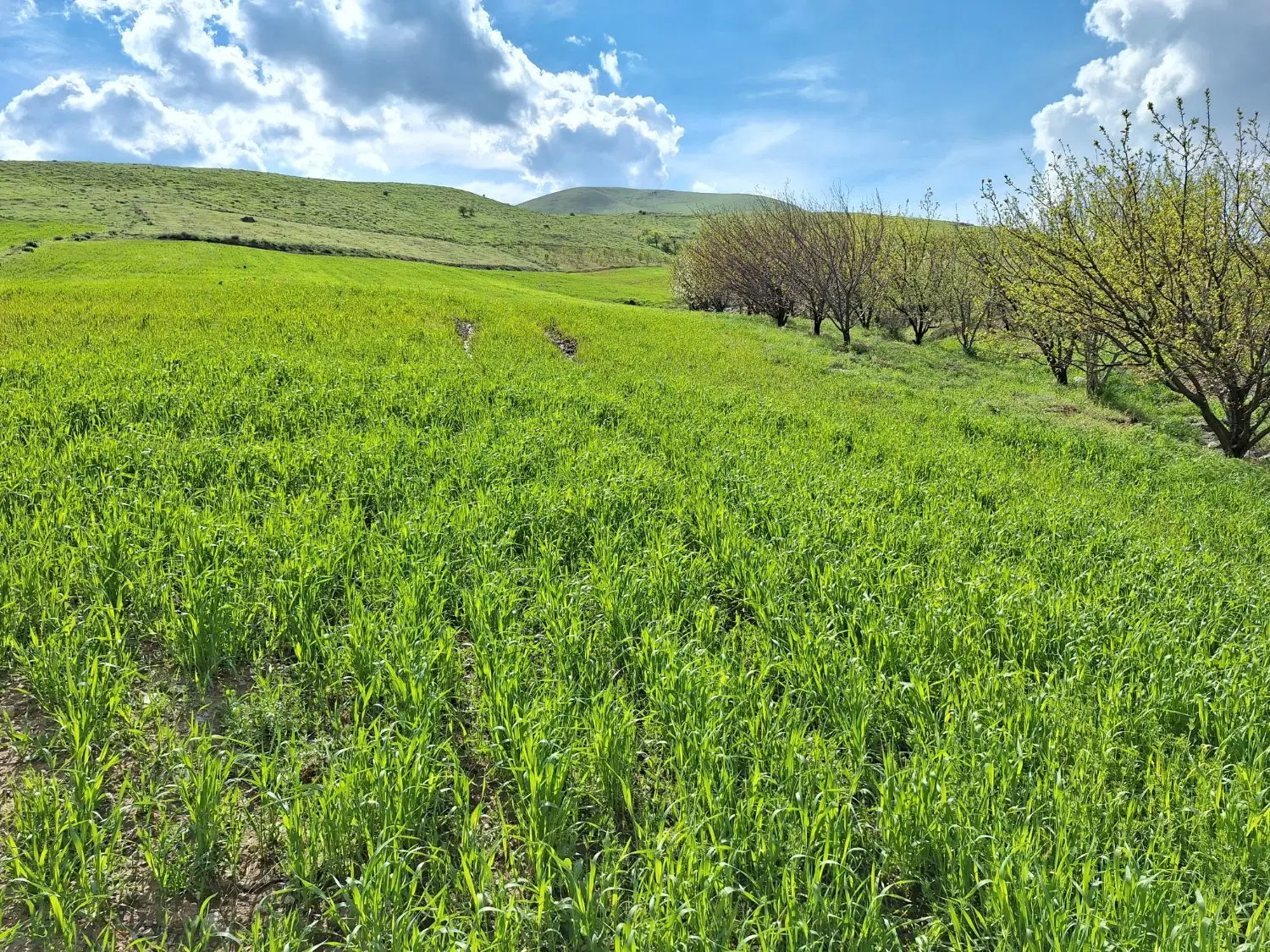 باغ  وزمین کشاورزی