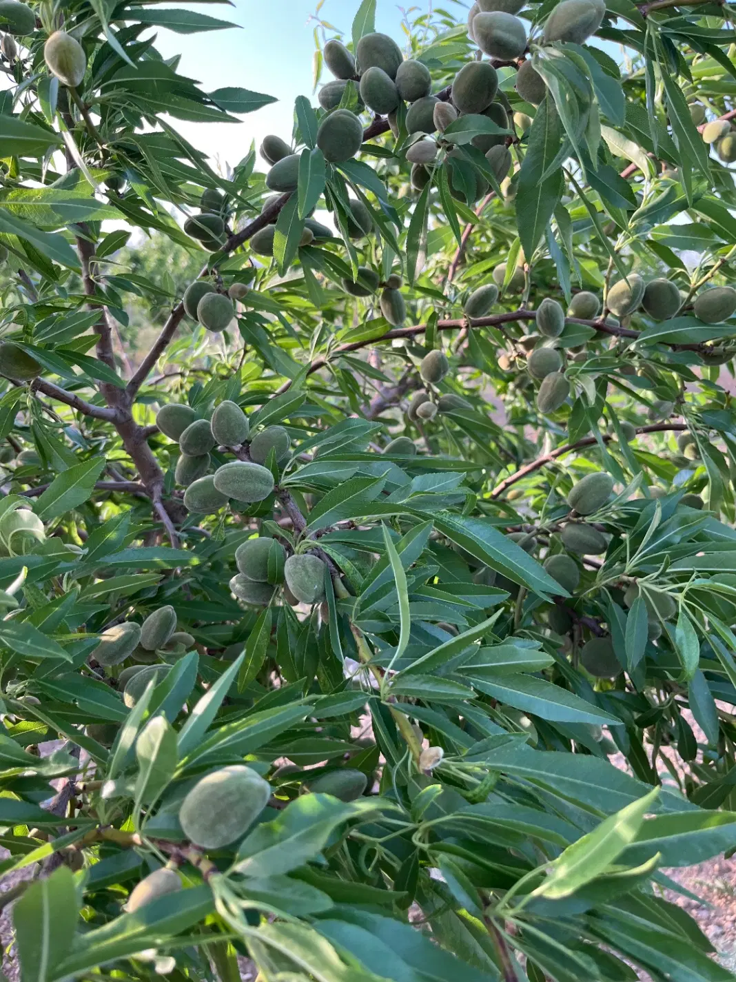 زمین کشاورزی