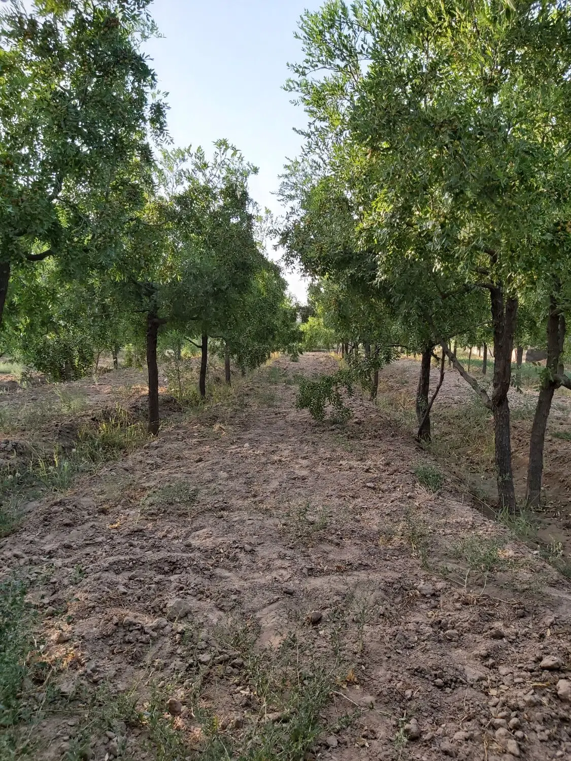 باغ کشاورزی بکر