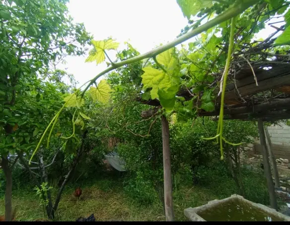 خانه باغی در عماداباد فروش و رهن واجاره