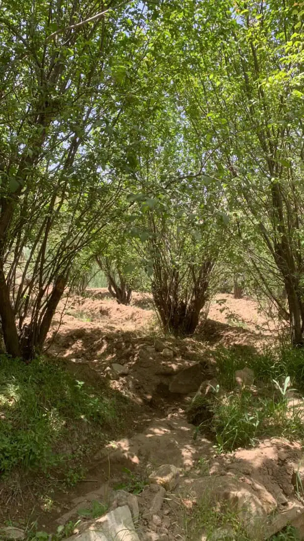 باغ ۵۰۰متری در قهرود