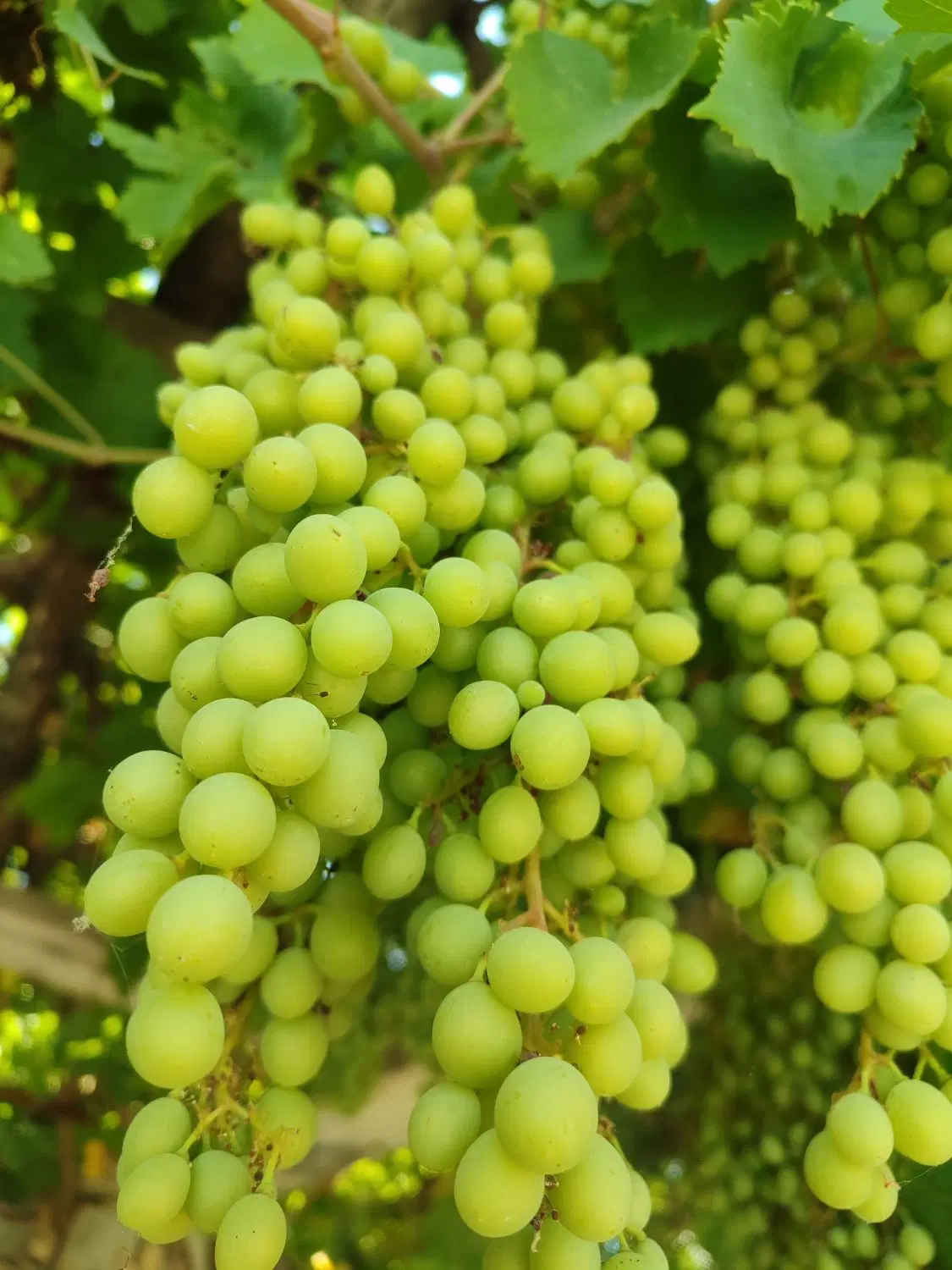 خانه باغ چاه شیرین