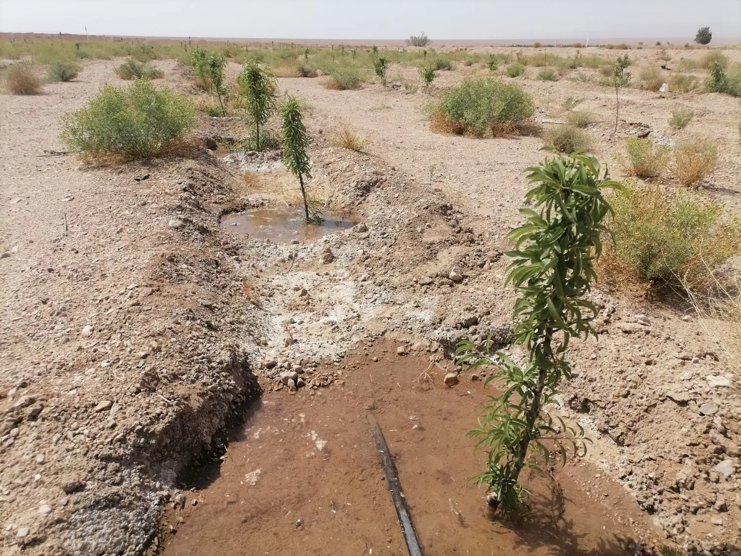 24 ساعت اب کشاورزی شیرین نهال بادام