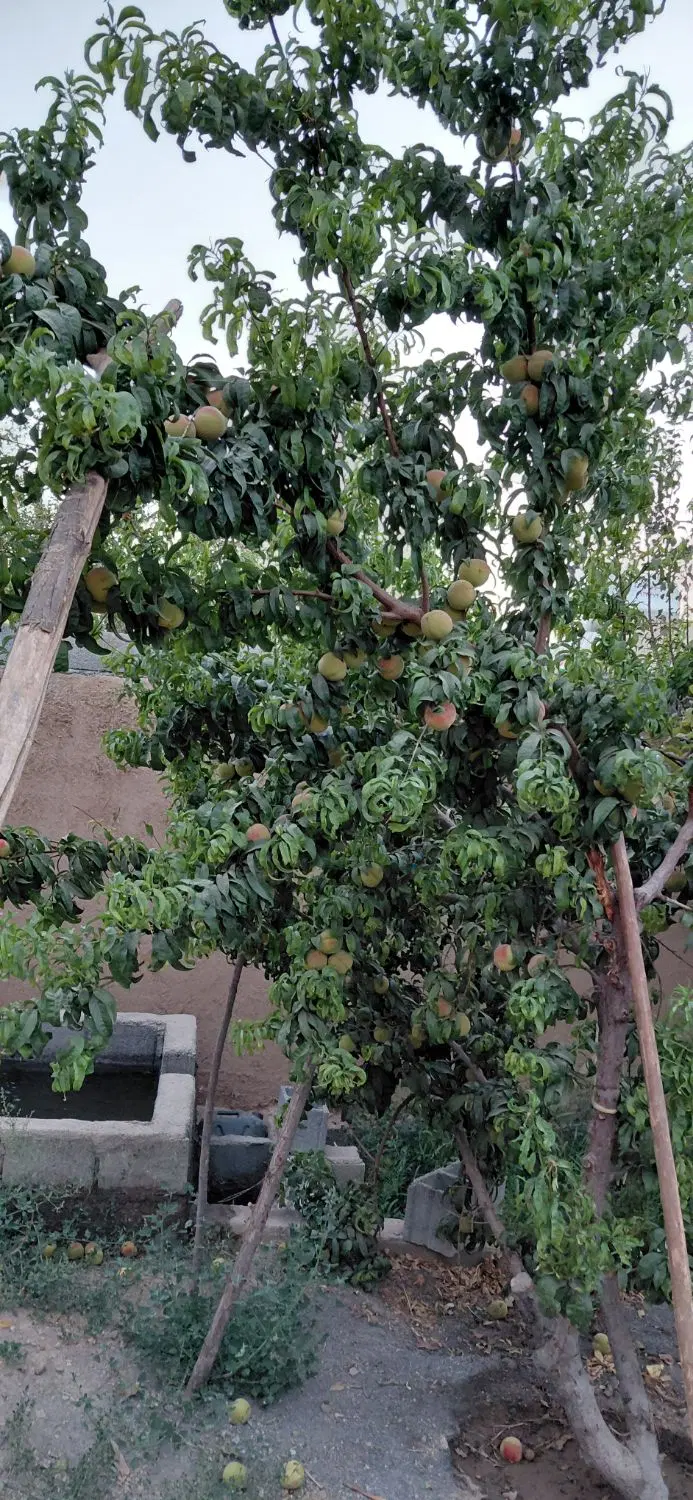 باغ 470 متری درخت دار