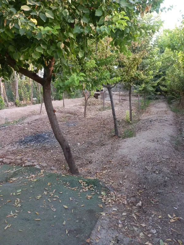 باغچه. زمین . باغ