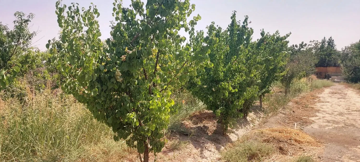 جهان آباد پایین نزدیک به کاشانک