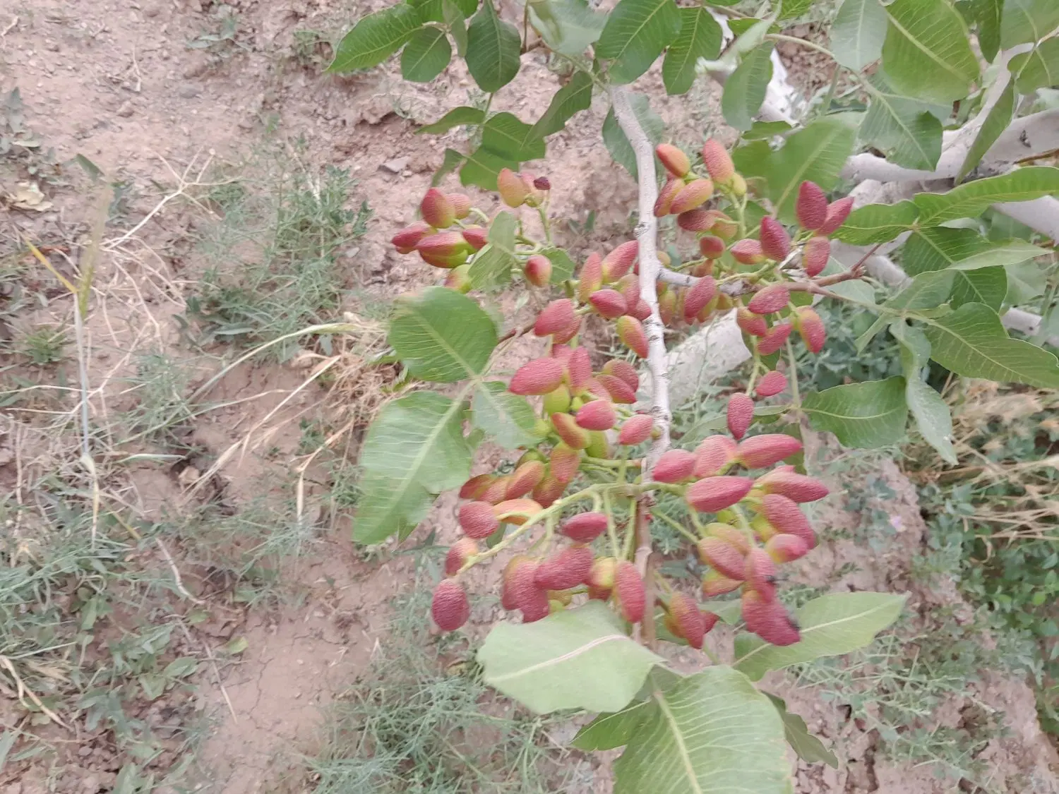 ۲۰۰۰ متر باغ پسته صفی اباد