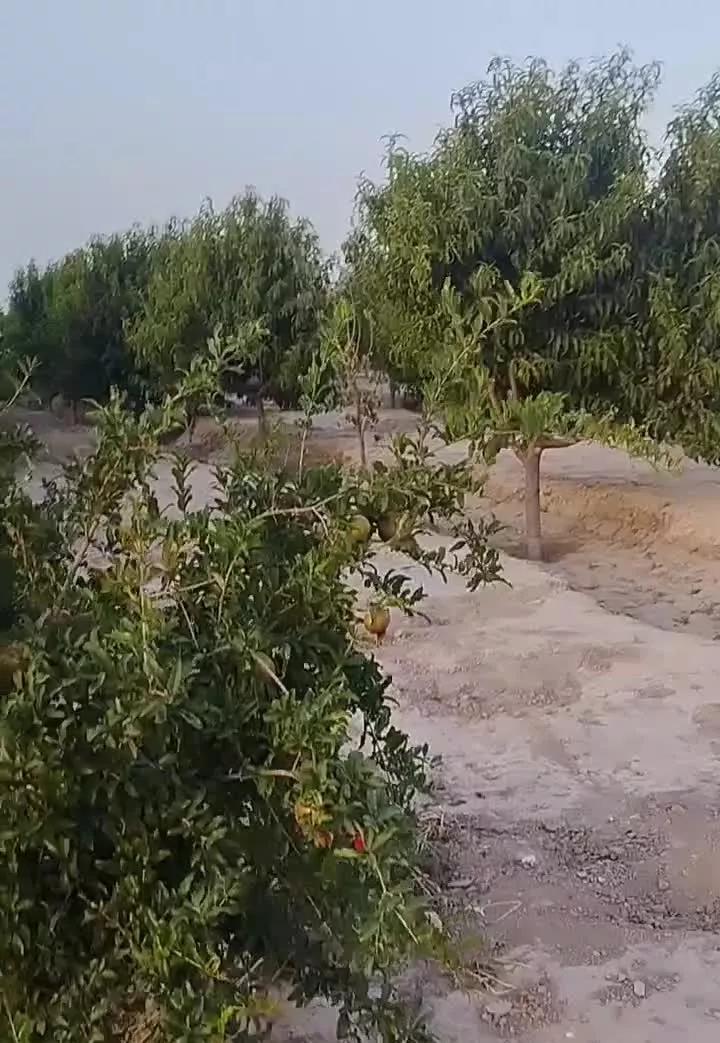 فروش باغچه مشجر