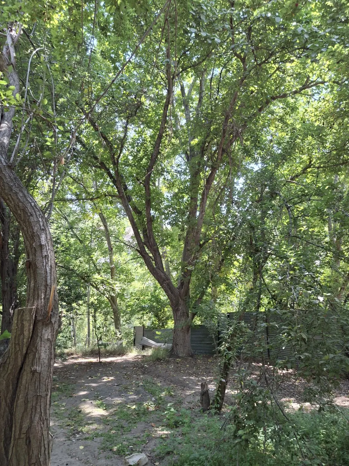 فروش ۴۰۰ متر زمین باغی مارکده