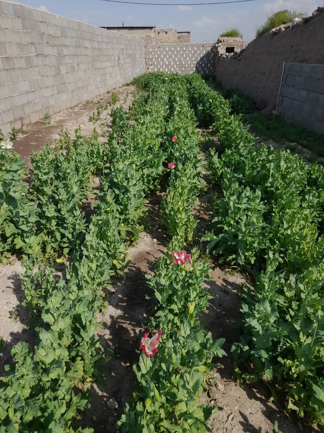 خانه روستایی