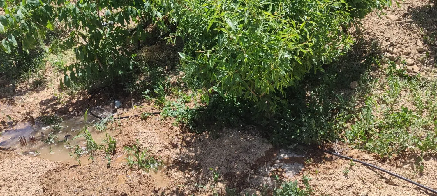 باغ سند دار لب جاده اسفالت