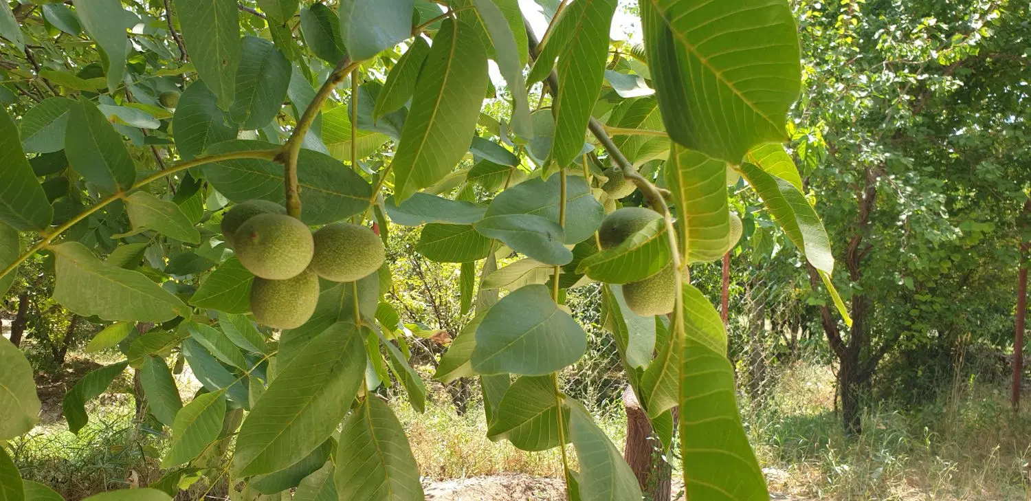 خونه باغ