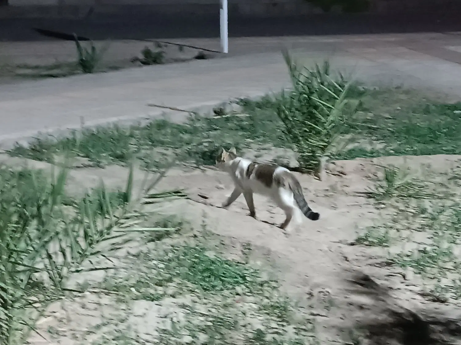 زمین سیادک