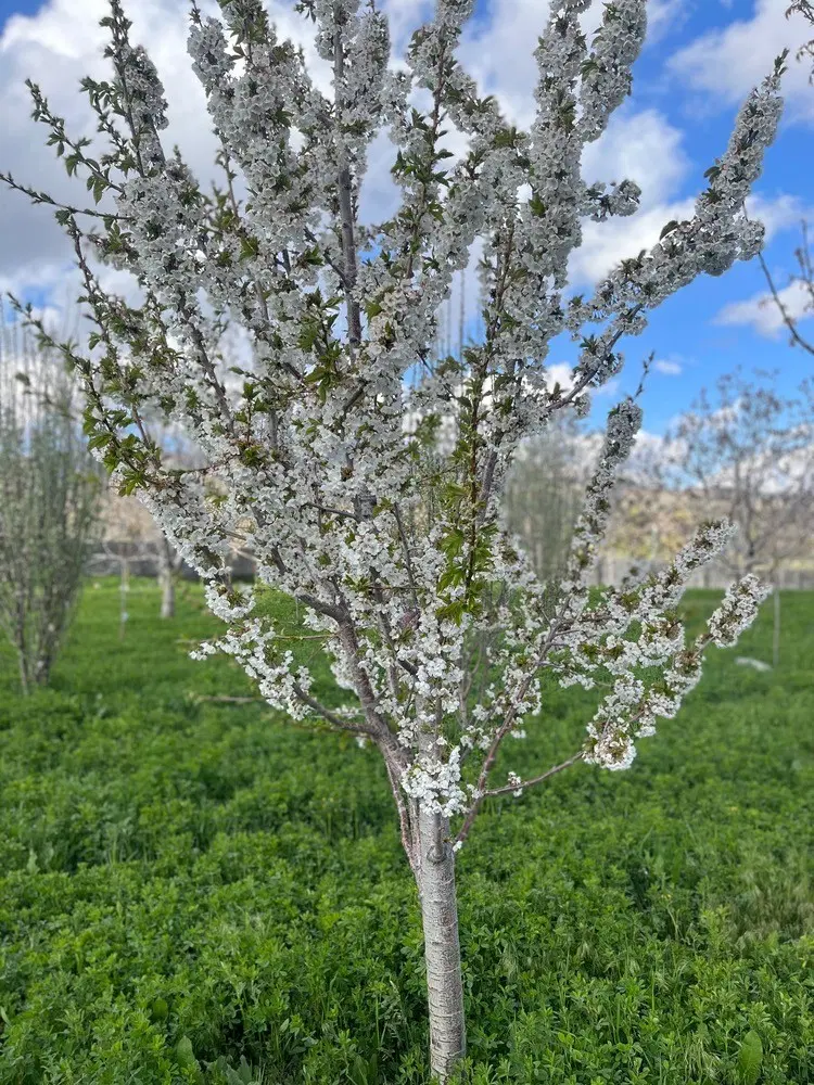 فروش باغ در بهترین لوکیشن روستای گوغر