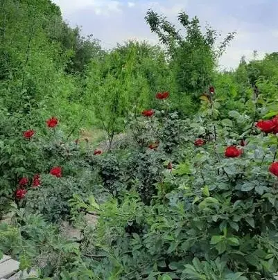 فروش باغ ویلا تکمیل در خارستان