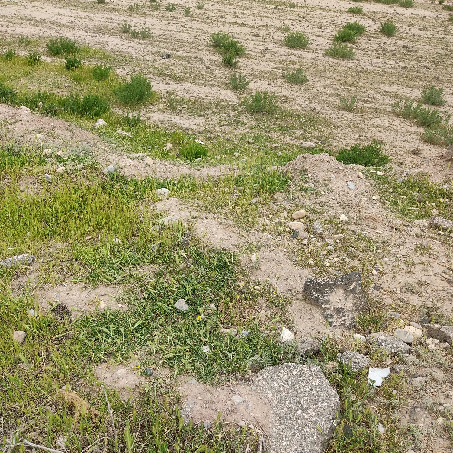 زمین کشاورزی