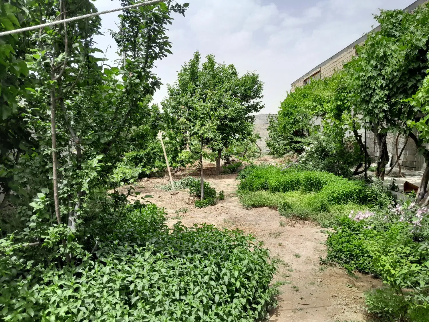 باغچه ویلایی