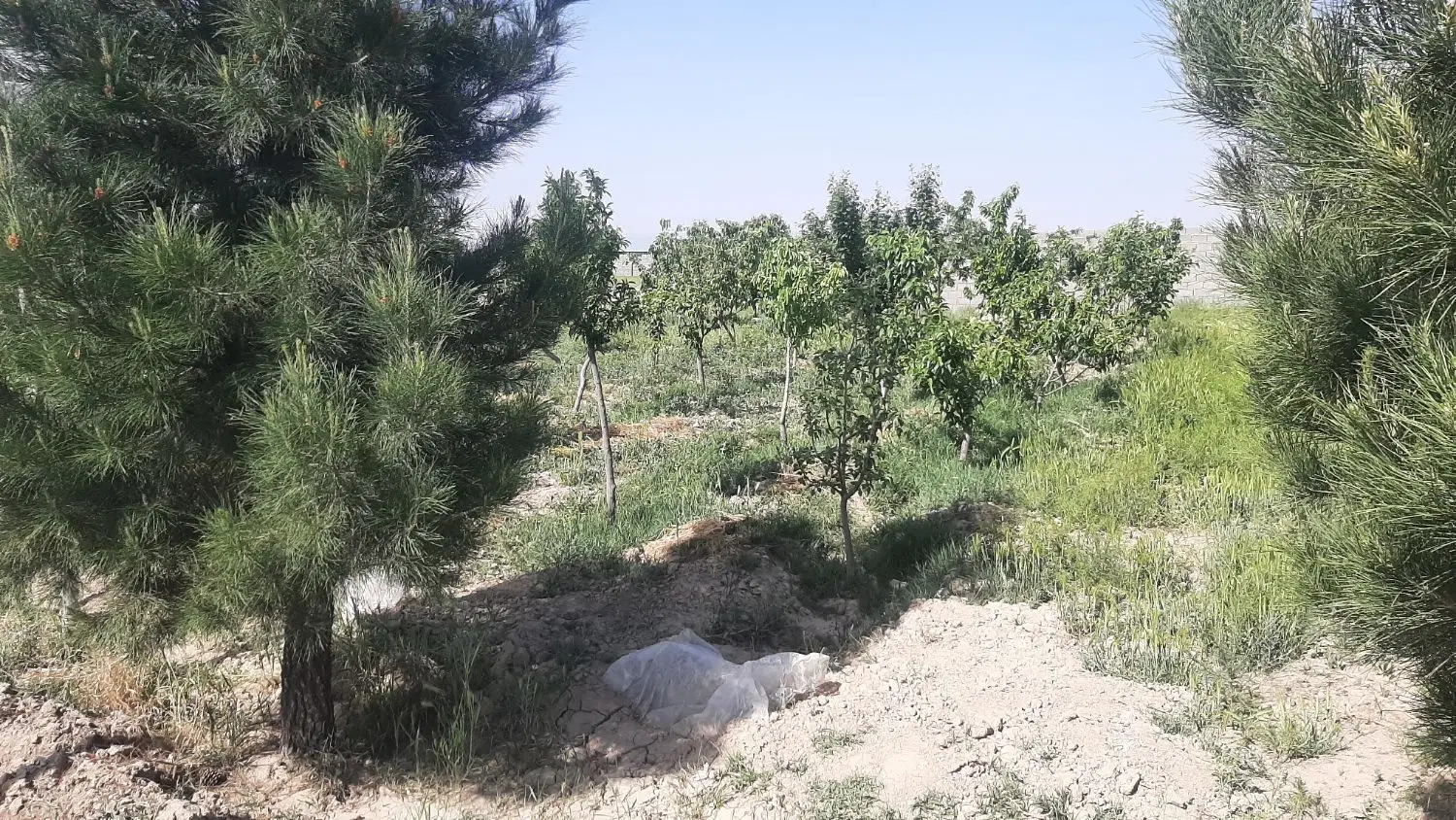 باغچه