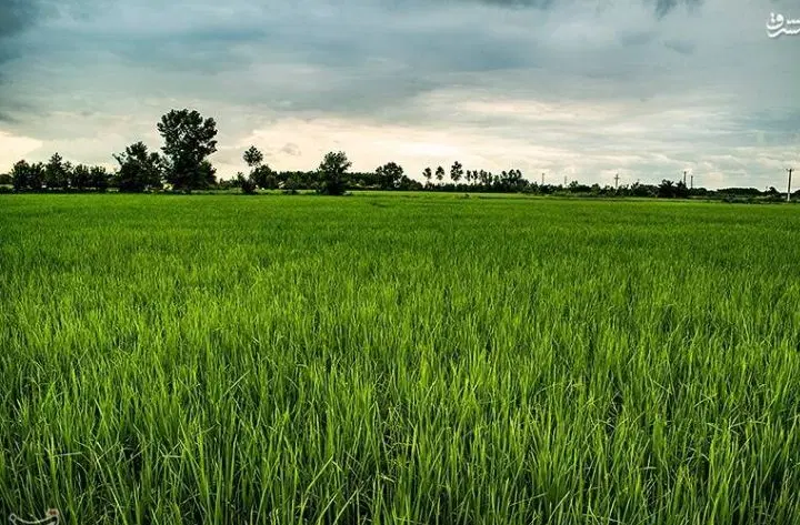یک قطعه زمین کشاورزی