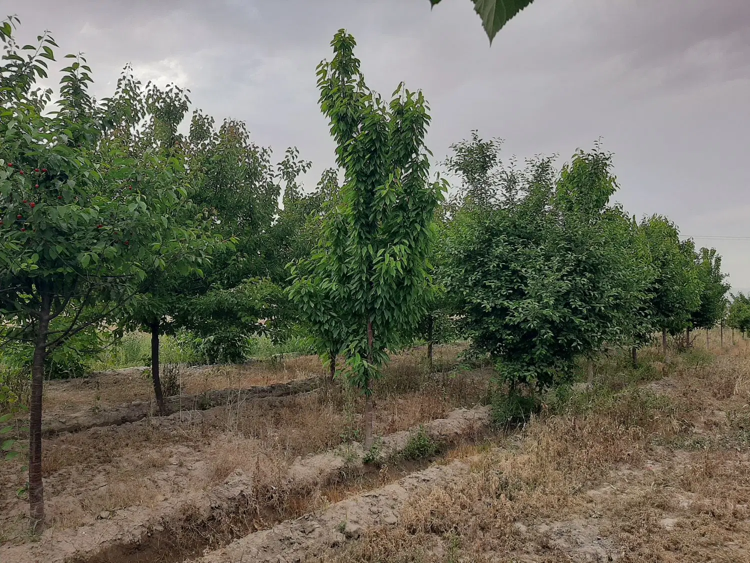 باغ فروشی