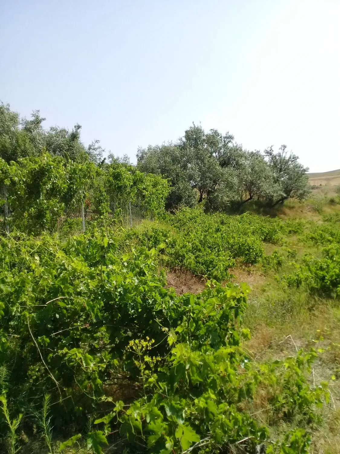 باغ‌شهریاوران